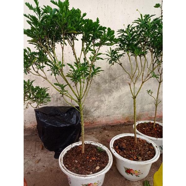 Chậu Cúc thân gỗ đang hoa