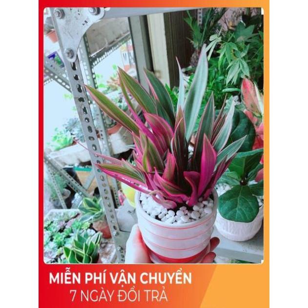 Chậu Cây Bảy Sắc Cầu Vòng