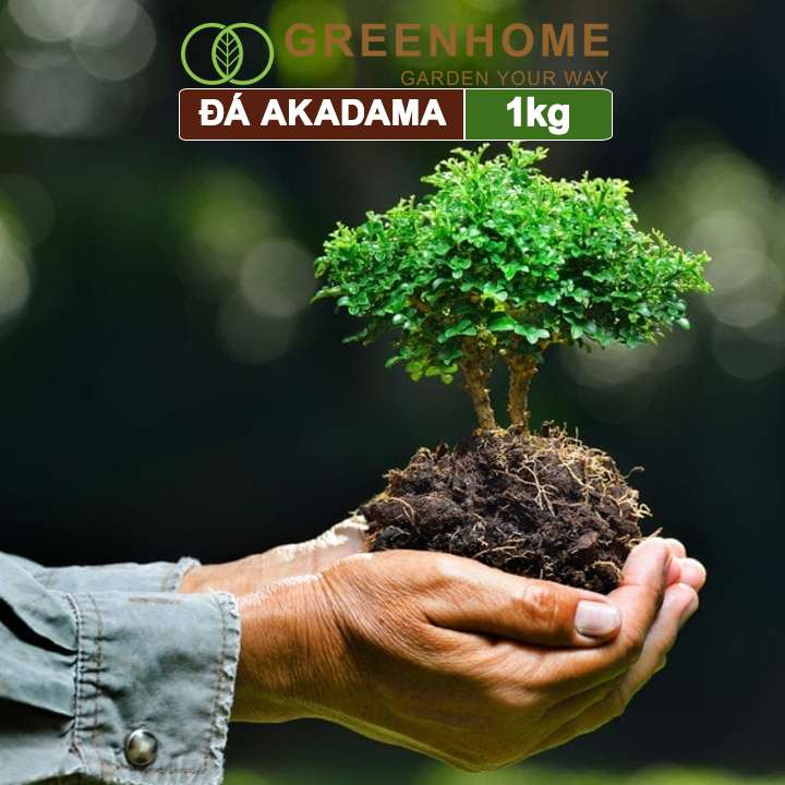 Đá Akadama, bao 1kg, loại siêu cứng, size S, cho thủy sinh, bonsai, sen đá |Greenhome