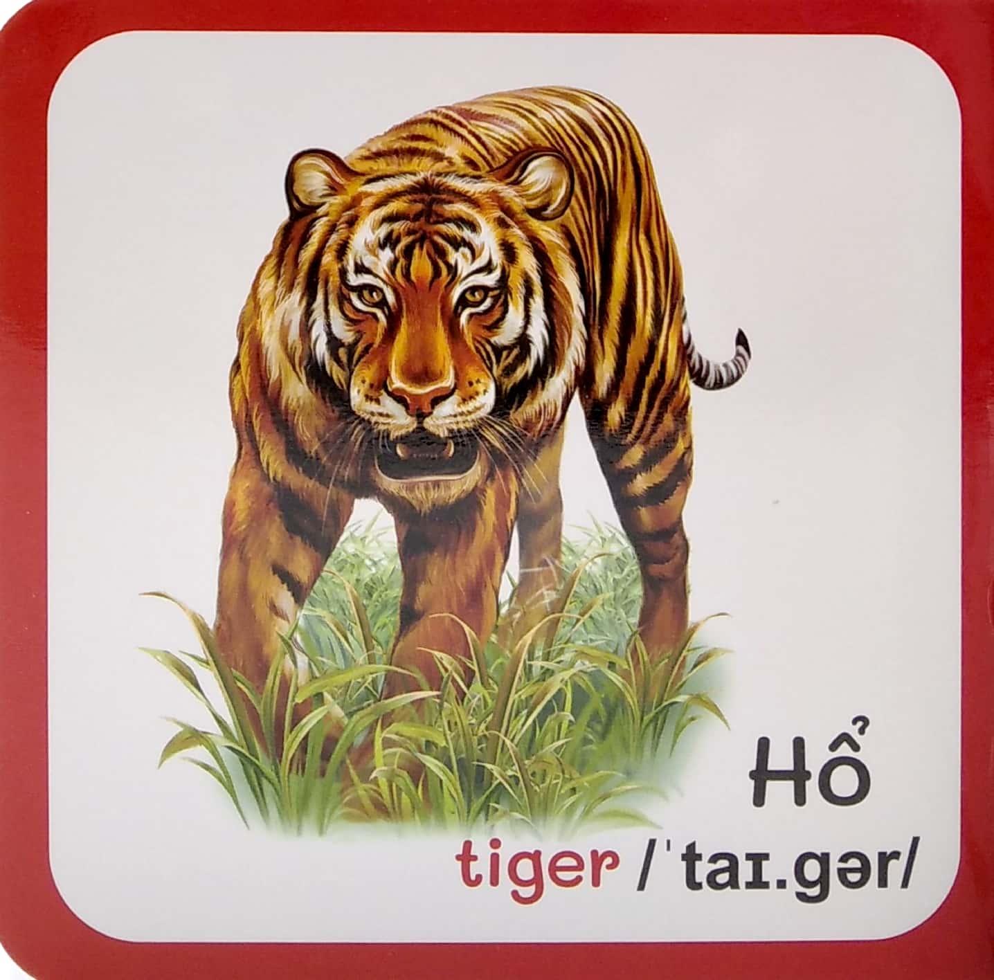 Từ Điển Bằng Hình Đầu Tiên Của Bé - Baby'S First Picture Dictionary - Wild animals - Động Vật Hoang Dã