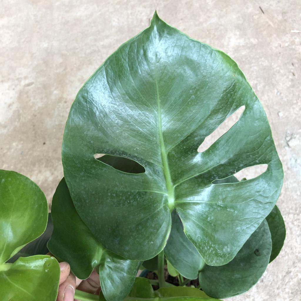 Cây trầu Nam Mỹ cỡ vừa, Chiều cao 35-40cm lá lỗ đẹp mắt thích hợp trang trí cảnh quan
