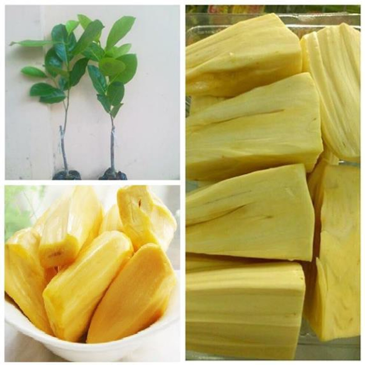 Mít không hạt khổng lồ dòng F1