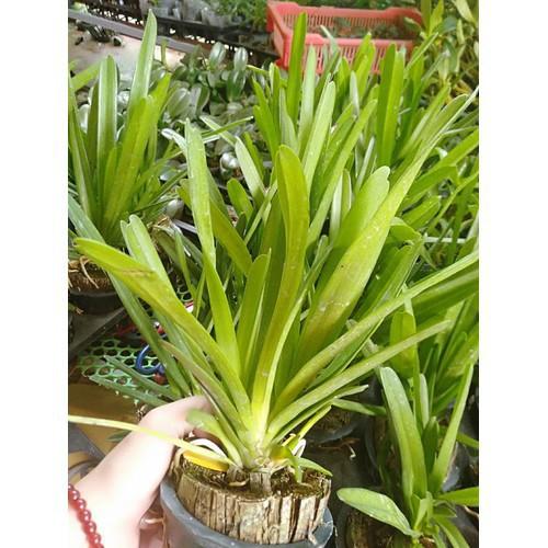 Sản Phẩm Hoa phong lan kiếm ngọc bích