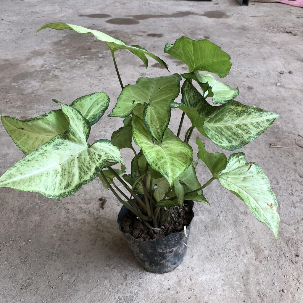 Cây hồng lộc, chiều cao 40-50cm tán sum suê lá non màu đỏ tươi dễ chăm sóc cắt tỉa, thích hợp trang trí cảnh quan
