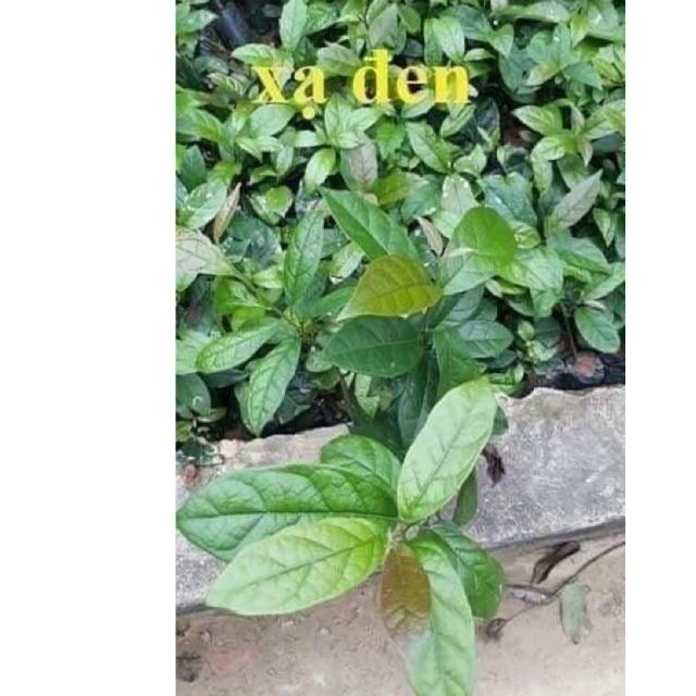 Combo 5 cây xạ đen giống