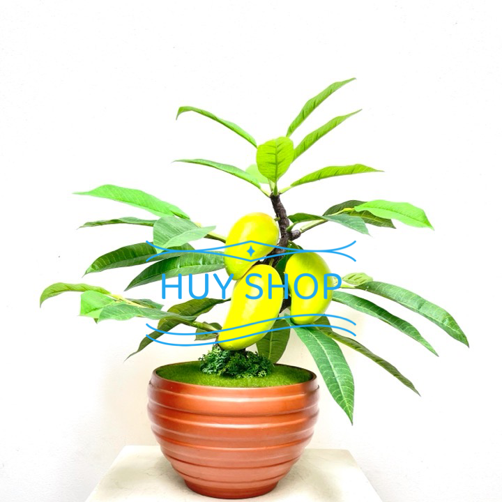 CHẬU CÂY TRÁI XOÀI NHÂN TẠO SỐ 1 TRANG TRÍ NHÀ CỬA
