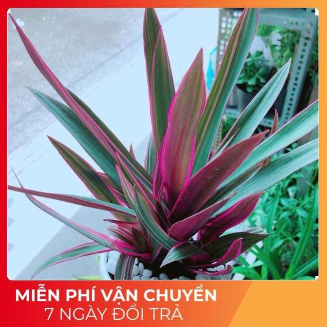 Chậu Cây Bảy Sắc Cầu Vòng