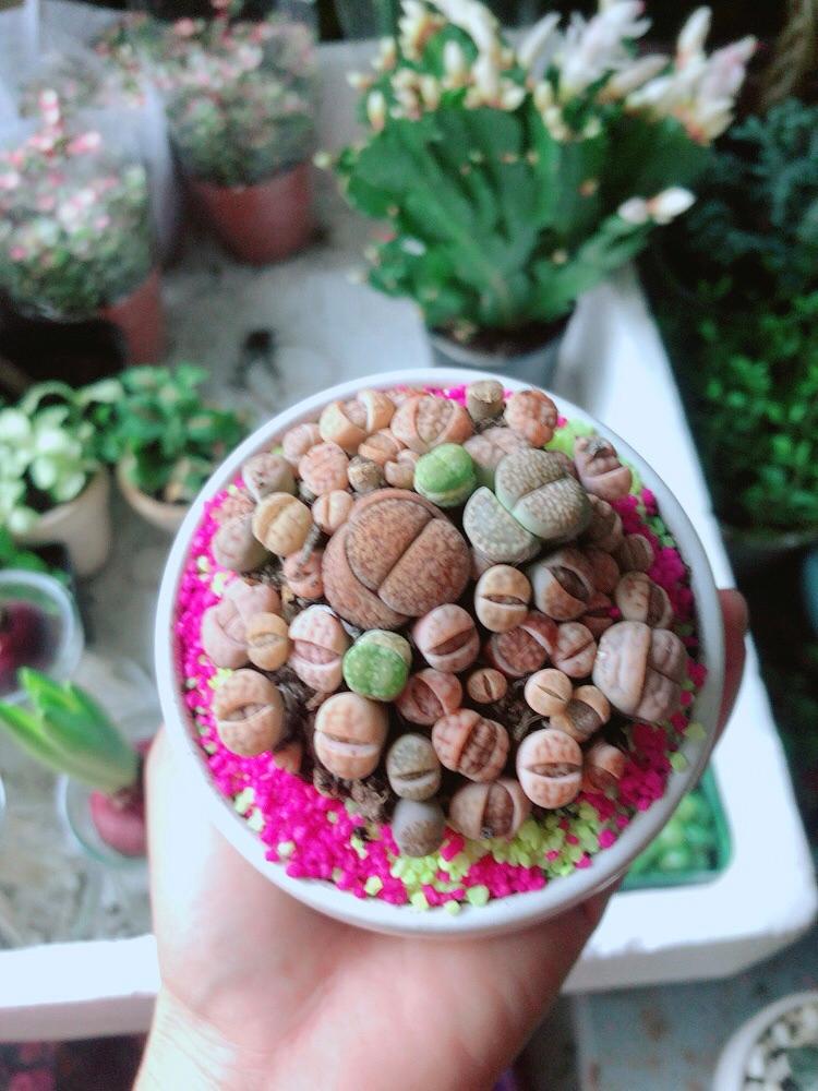 Chậu Cây Thạch Lan- Hoa Sỏi