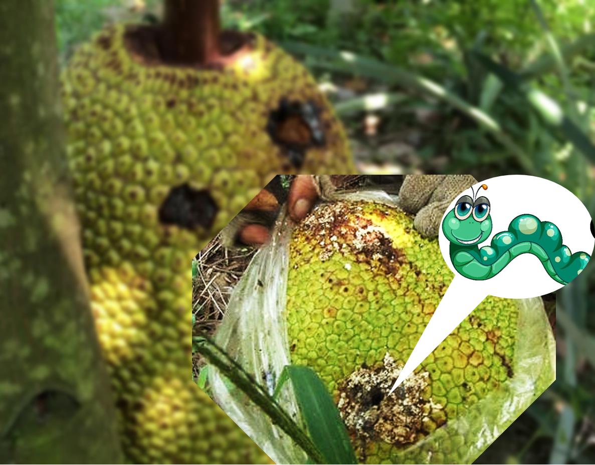 Thuốc trừ bệnh Aliette 800WG 100gram Phòng và trị các bệnh chết nhanh, sương mai, thối trái, xì mủ