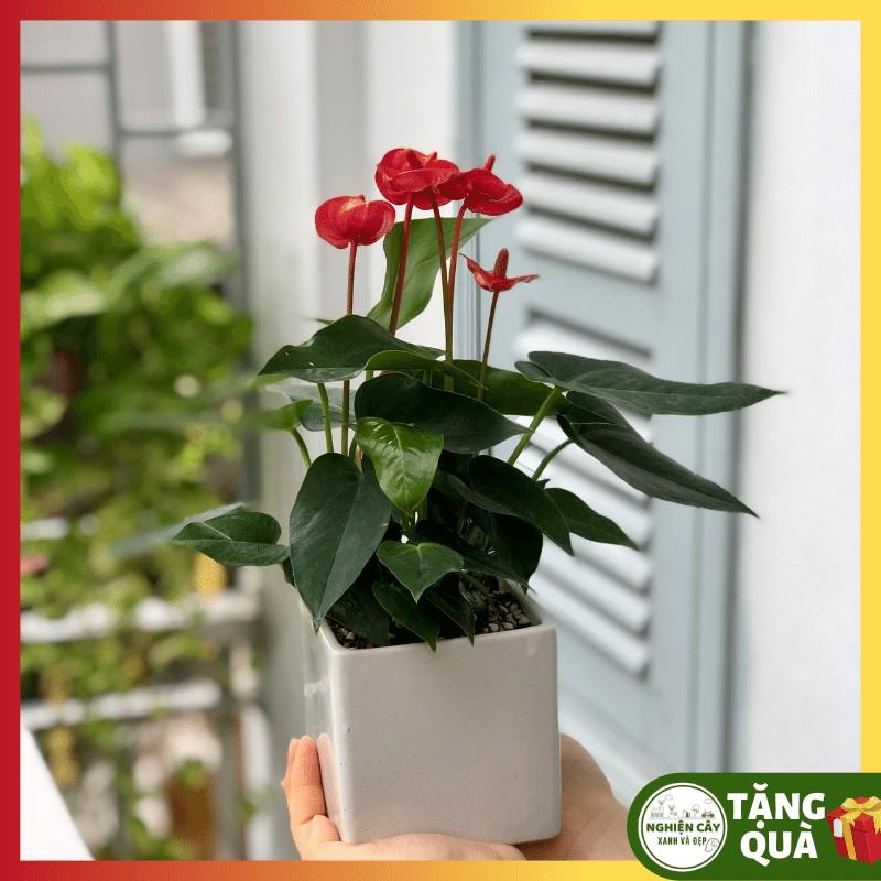 Cây hồng môn đỏ để bàn siêu hoa
