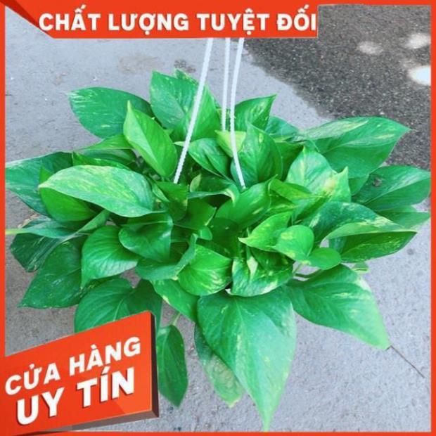 Chậu Trầu Bà Thái Size Đại
