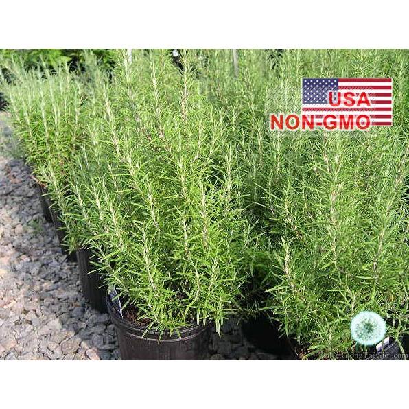 10h Hạt Giống Hương Thảo Rosemary