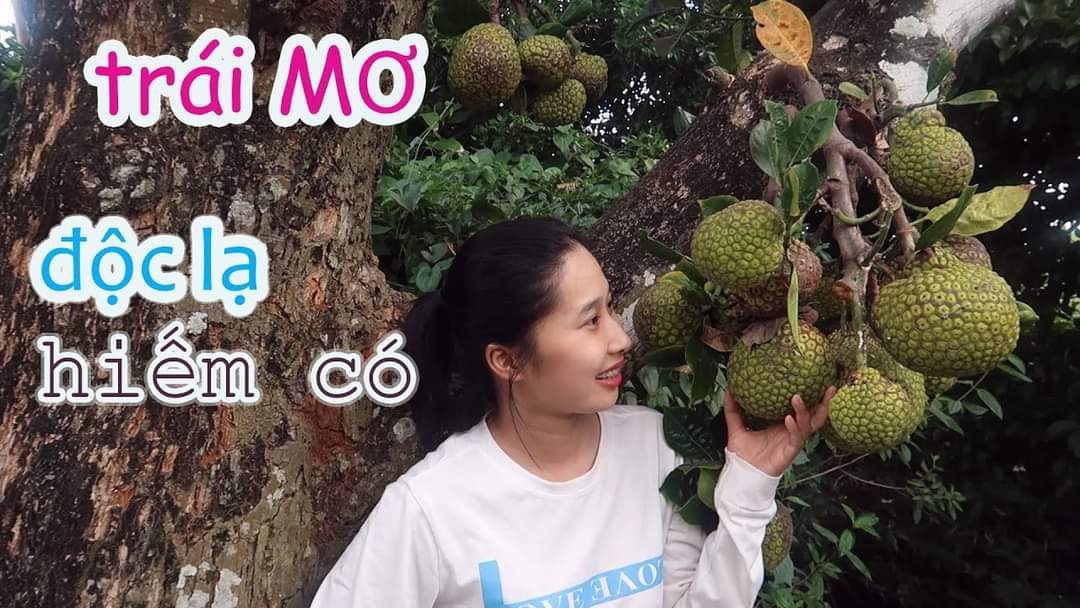 Cây giống mít mơ f1