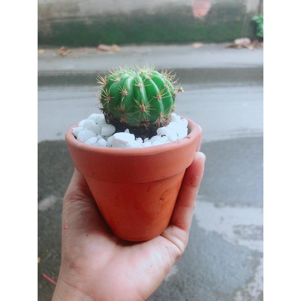 Chậu Xương Rồng Bí Xanh