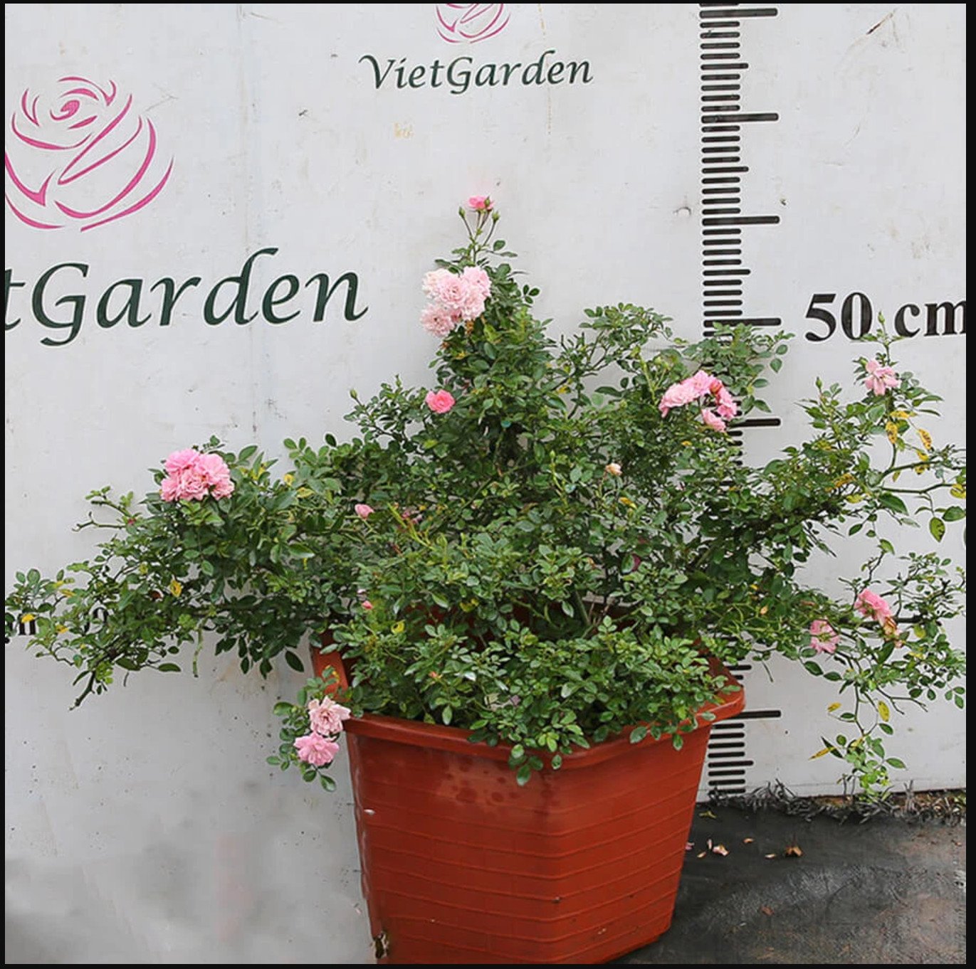 25 Chậu nhựa trồng cây Lục Giác Fa450 chất lượng cao siêu bềnh đường kính 33x22cm- 77543