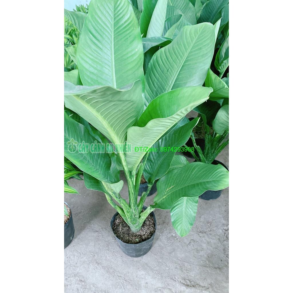 Cây Đại Phú Gia