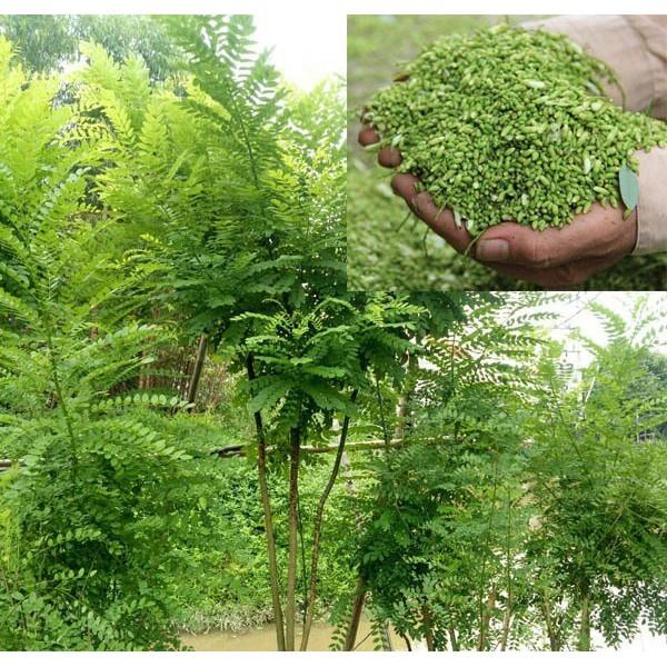 CÂY HOA HÒE nếp -cây giống nhỏ
