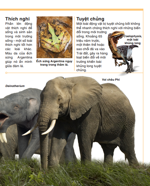 Tri Thức Trong Lòng Bàn Tay - Bách Khoa Thiếu Nhi - Động Vật (Bìa Cứng) (Tái Bản 2022)