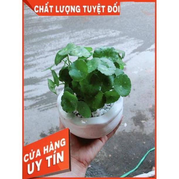 Chậu Cỏ Đồng Tiền