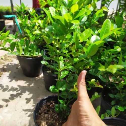 Giống Cây Siro Siêu Trái - Cây Giống Siro siêu trái