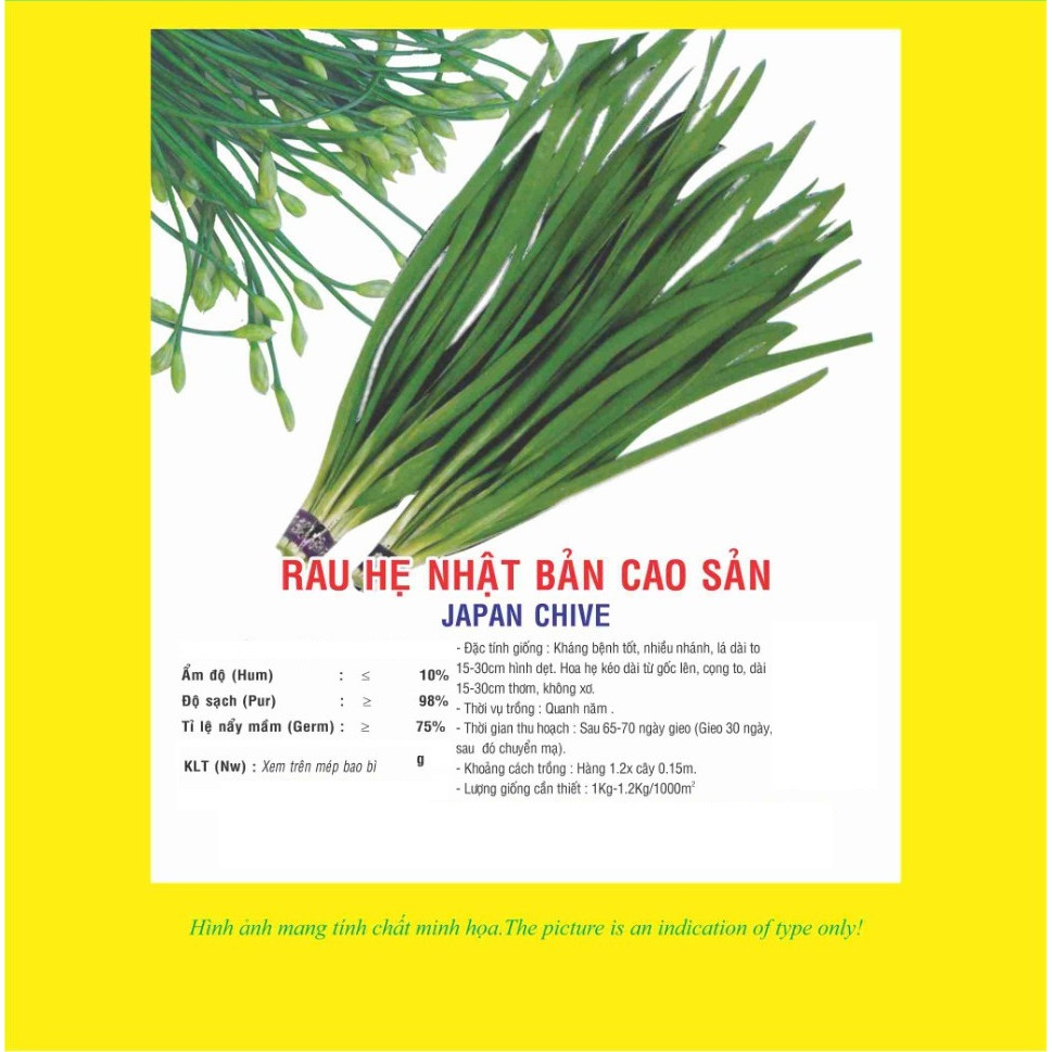 Hạt giống hẹ cao sản Nhật Bản VTP32