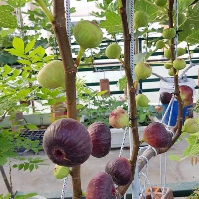 Cây sung mỹ siêu trái quả to vị ngọt có thể trồng chậu
