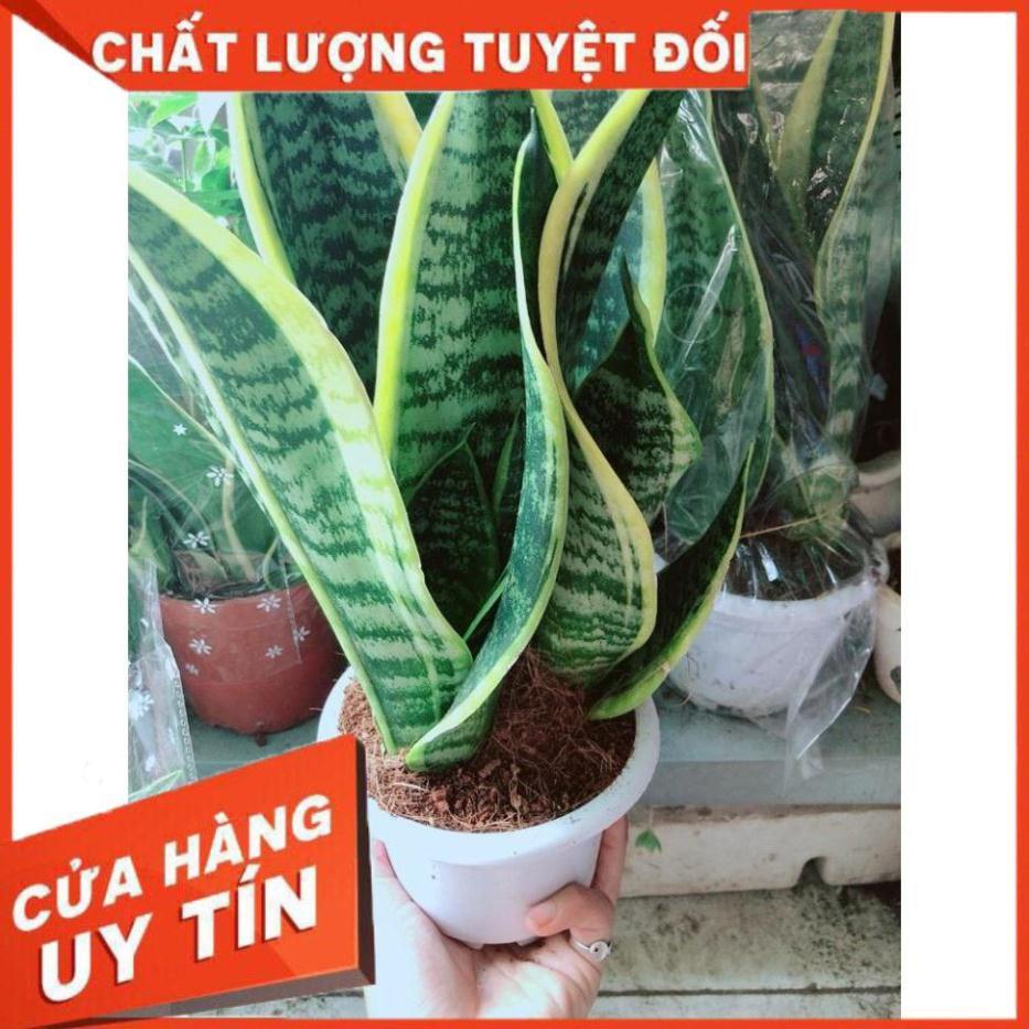 Chậu Lưỡi Hổ Nhiều Người Mua
