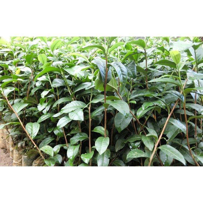 Bầu cây giống cây trà xanh + Tặng 01 cây dâu da đất