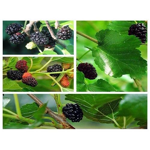 Hạt Giống Dâu Tằm Chịu Nhiệt dễ trồng