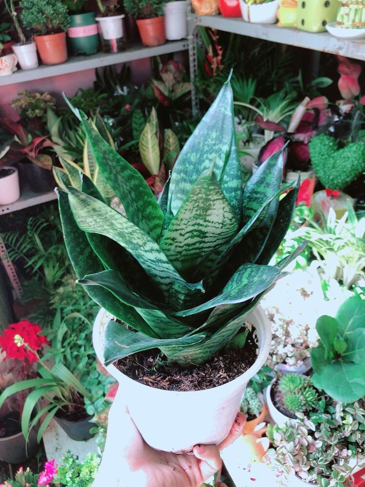 Lưỡi Hổ Thái Xanh