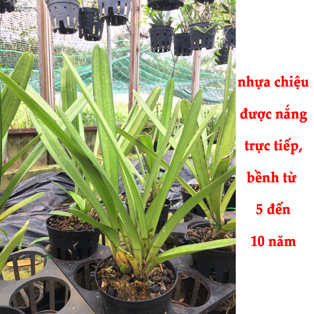Chậu Nhựa đen Trồng Lan phi 11 Bền, Dẻo, có khe Treo chậu-77310