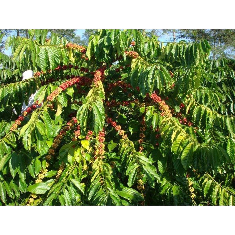 200 gram Hạt giống Cà Phê Vối cao sản TR4