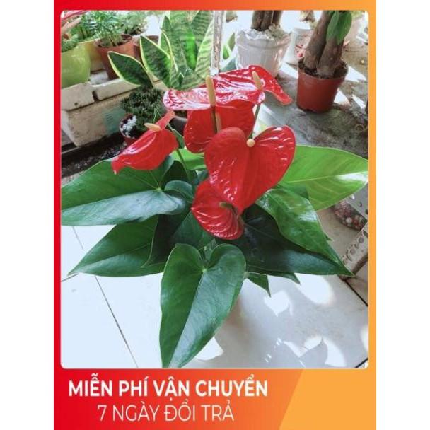 Cây Hồng Môn