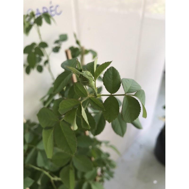 Hoa hồng Cổ Son Môi- bầu to cây lớn trưởng thành
