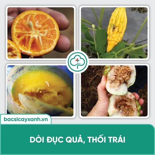 Thuốc diệt ruồi vàng Xua đuổi mối kiến sên nhớt hại trái an toàn sức cho khoẻ BS23 Ruva 250ml NSX Bacsicayxanh