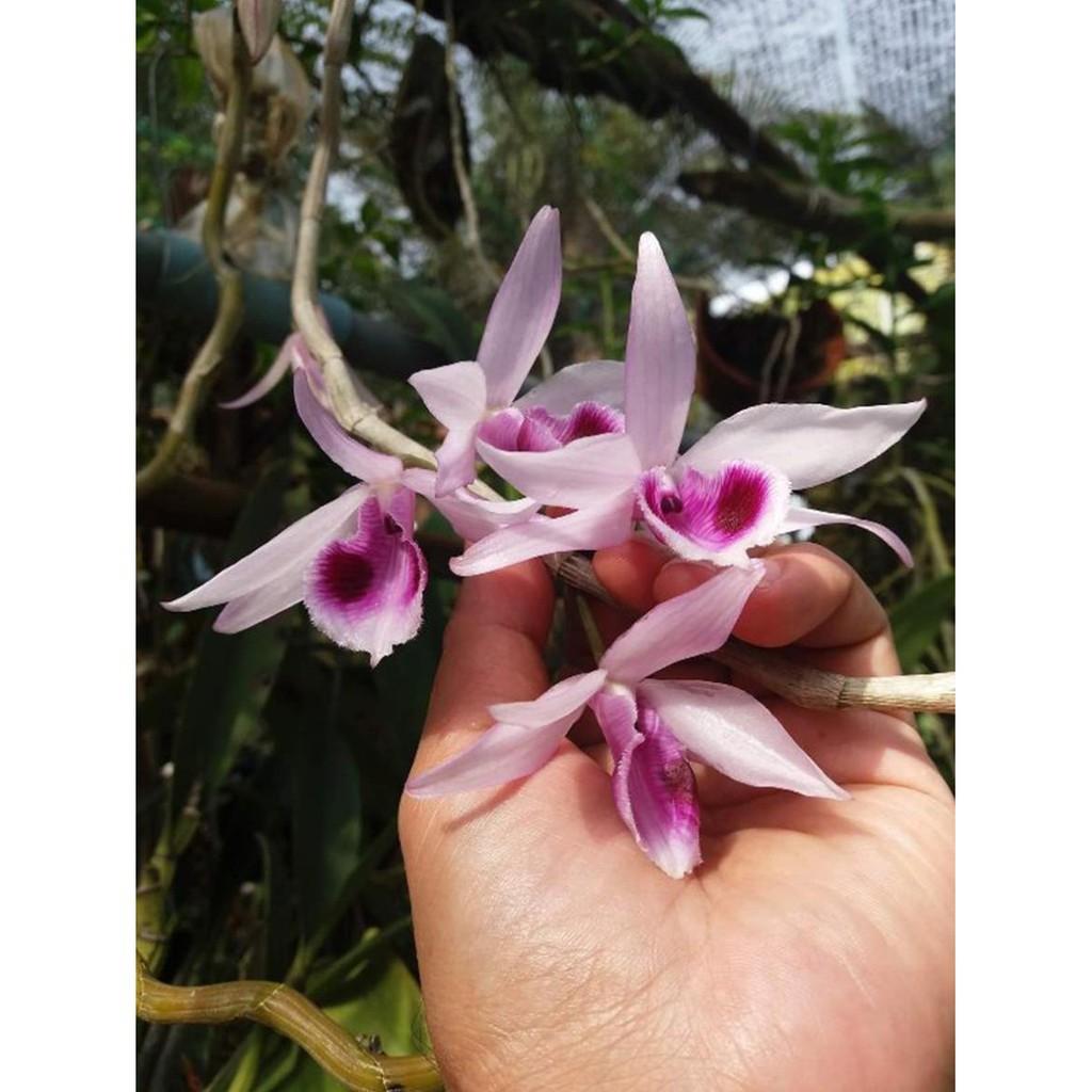 Hoa lan phi điệp hòn hèo