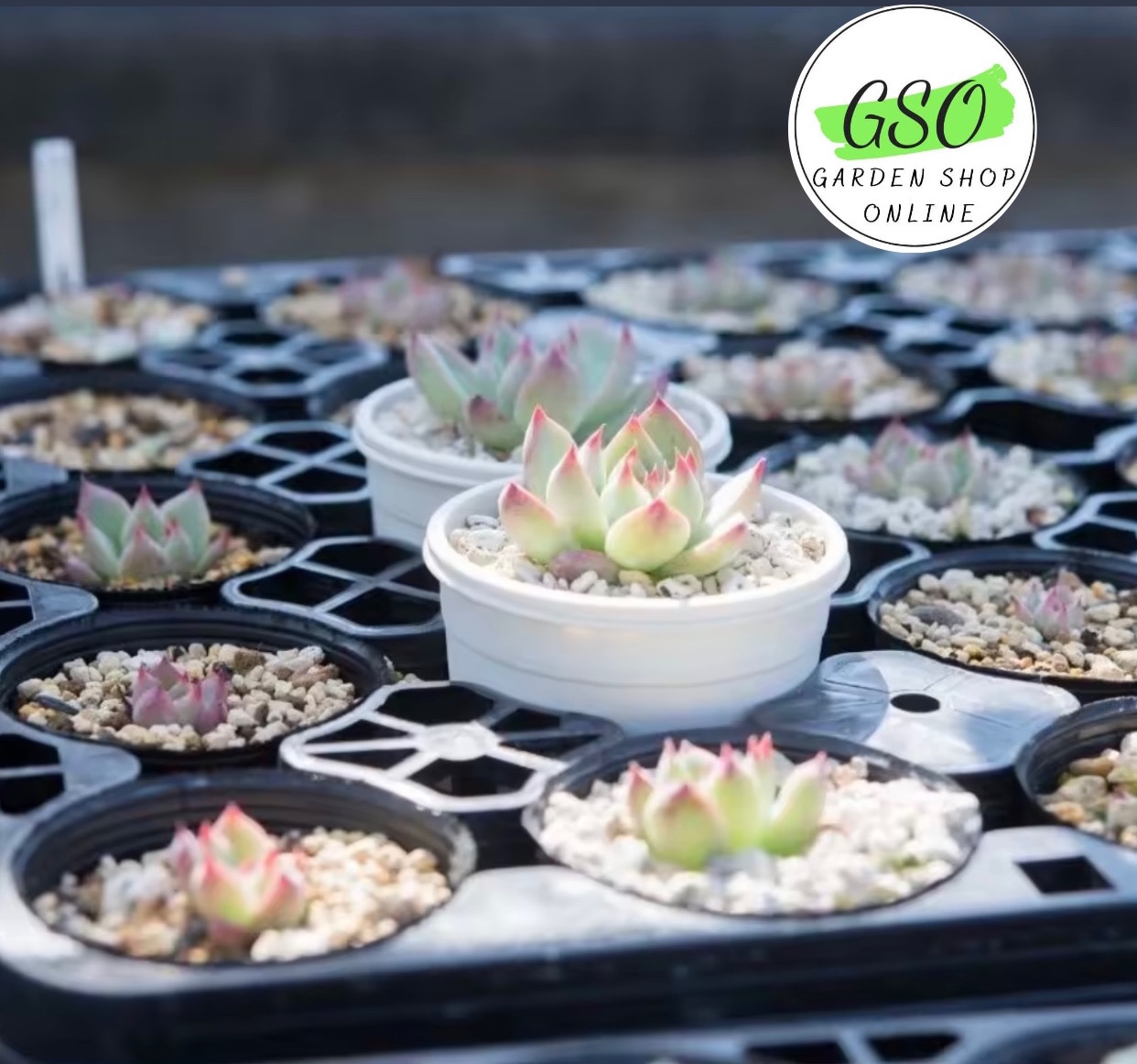 GIÁ THỂ TRỒNG XƯƠNG RỒNG & SEN ĐÁ - FICOCO