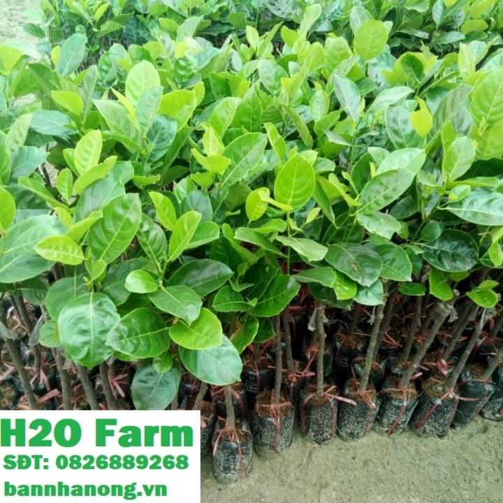 HÀNG GIỐNG CHUẨN Cây Mít Thái Siêu Sớm - Cây Ăn Quả - H2O Farm