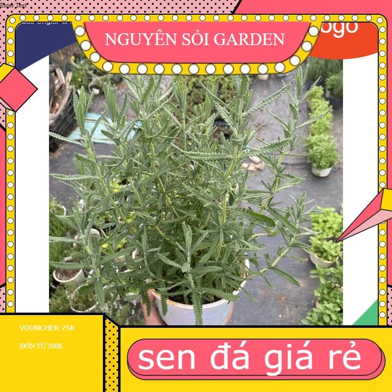 Chậu cây oải hương