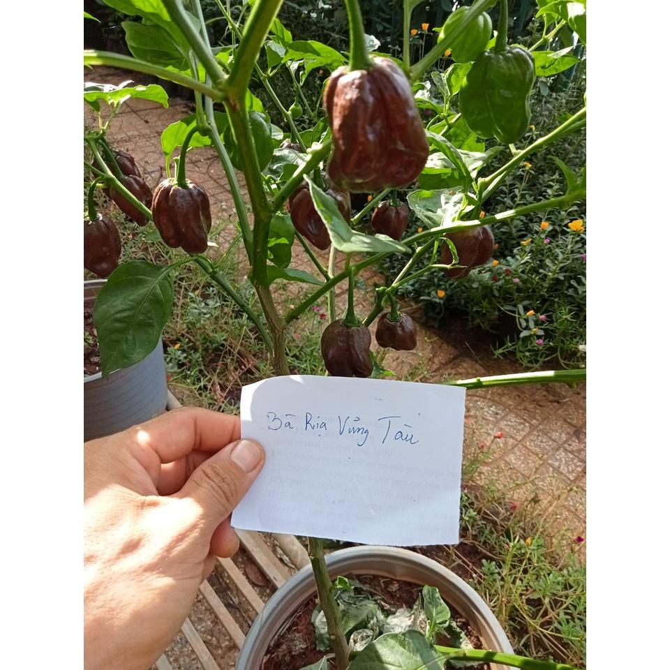 Hạt giống ớt Habanero