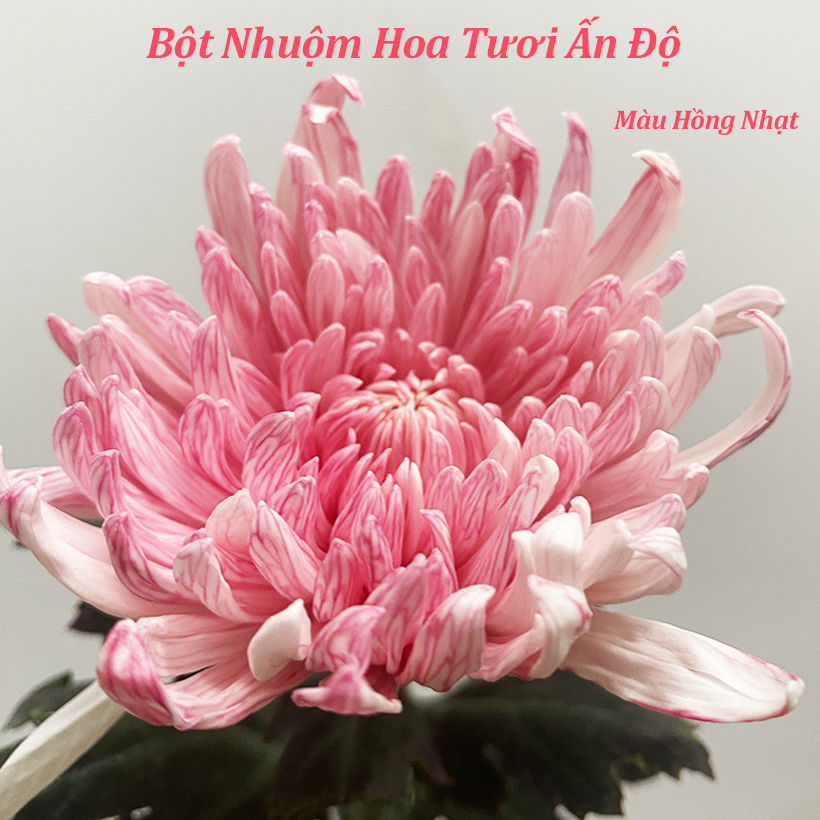 Bột Màu Nhuộm Hoa Chuyên Dụng cho Hoa Tươi Nhập Khẩu Ấn Độ tiện vận chuyển xa