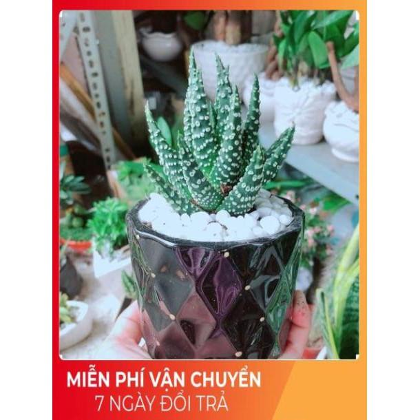 Chậu Xương Rồng Móng Rồng