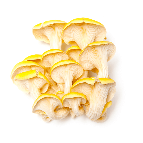 Combo 03 Phôi Nấm Hoàng Kim