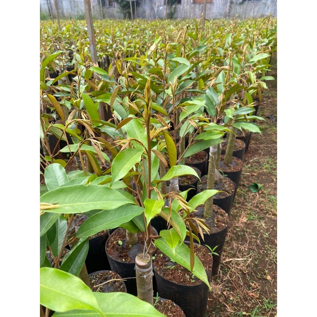 Cây giống Sầu Riêng Musang King - gốc GHÉP 2 NĂM