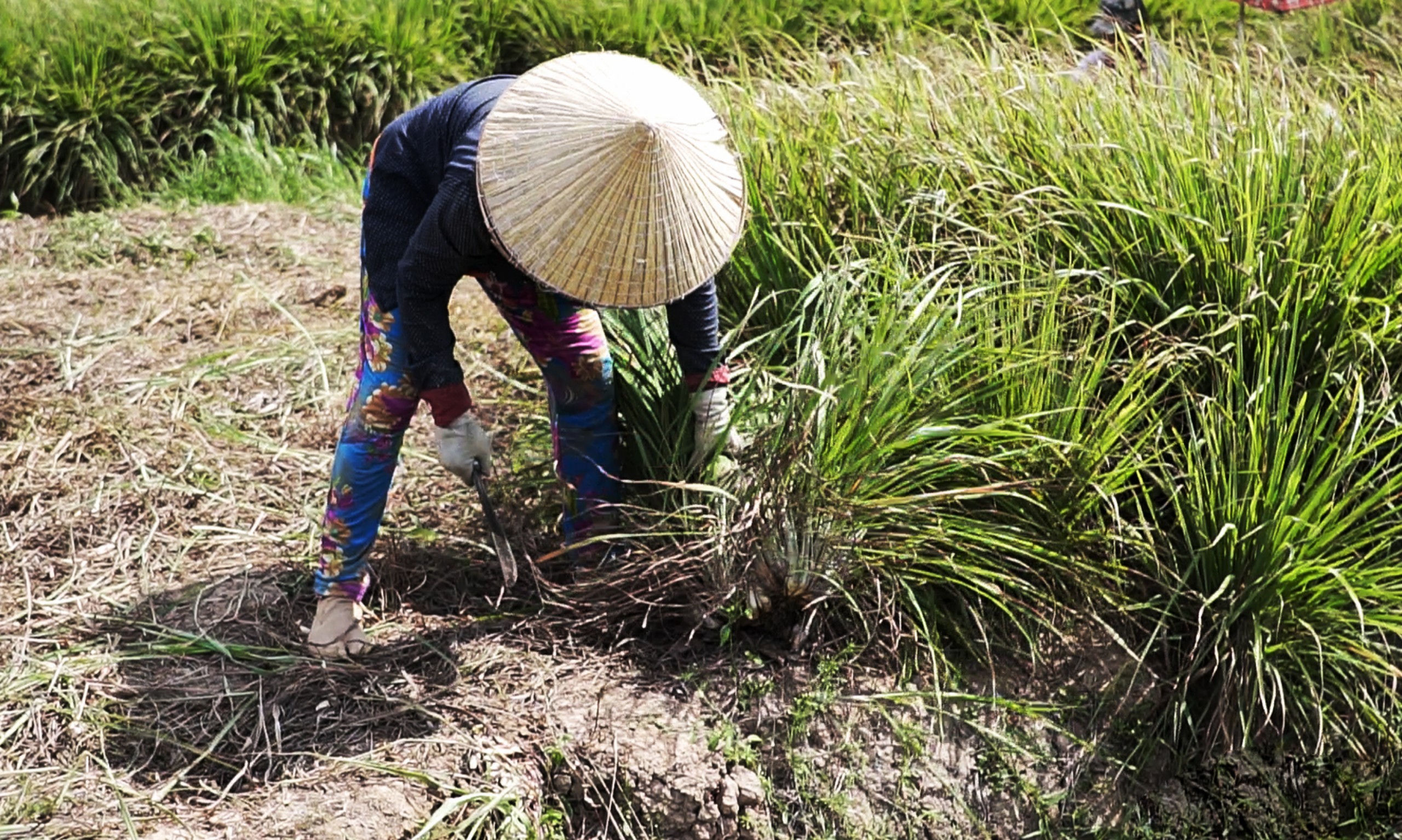 Tinh dầu Sả Chanh Organic Mộc Mây - tinh dầu nguyên chất từ thiên nhiên - chất lượng và mùi hương vượt trội