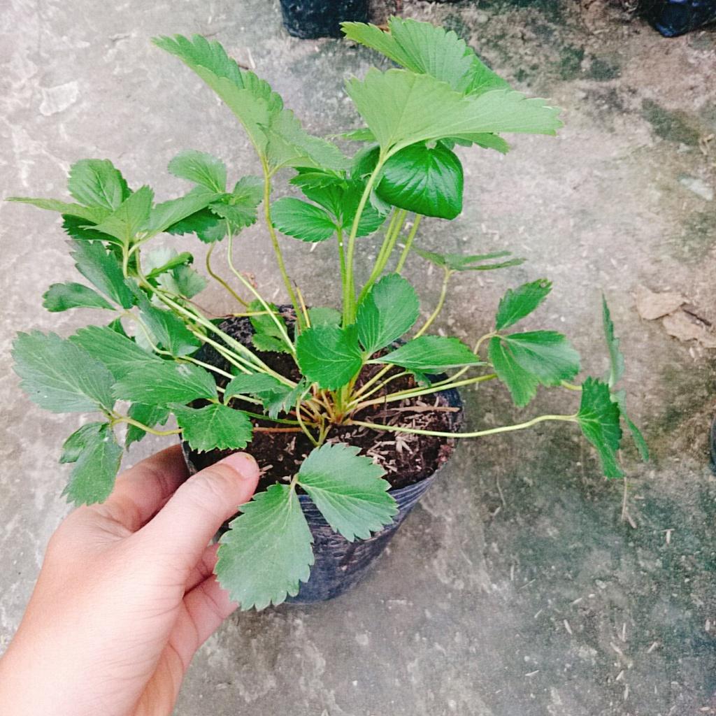 Cây dâu tây hana giống chịu nhiệt quả to siêu ngọt - cây ăn quả + tặng phân bón