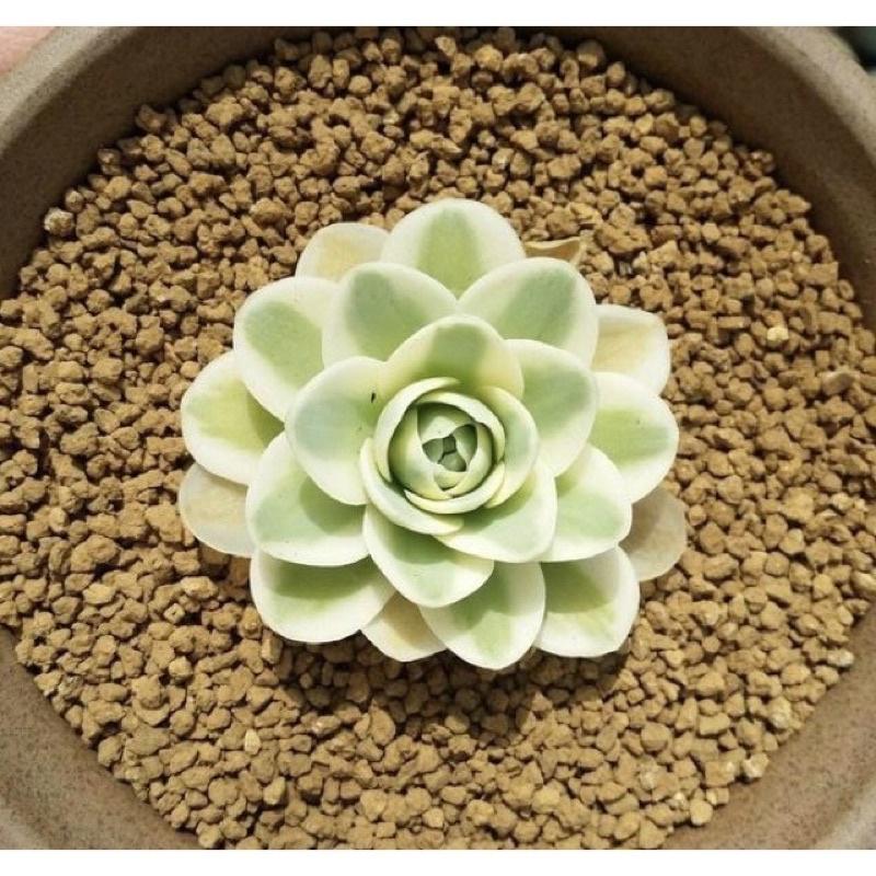 Phân Nền Akadama -nền thuỷ sinh-hồ tép cảnh-trồng Bonsai, terrarium,sen đá, xương rồng-shopleo