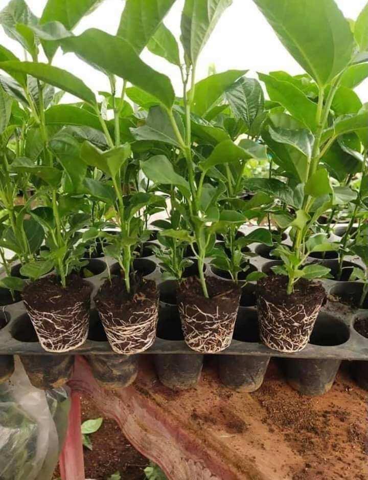 CÂY GIỐNG CHANH LEO CHUỐI