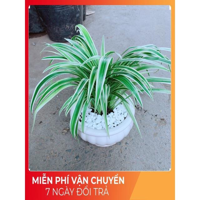 Chậu Lan Chi