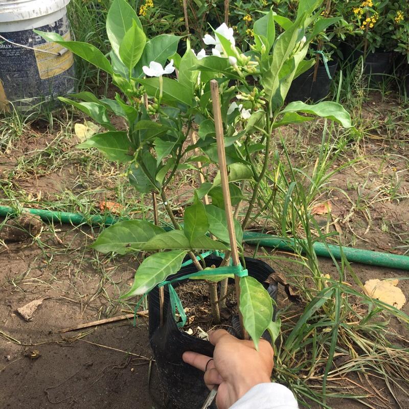 Cây ngọc bút trồng bịch đen cao 25-30 cm đã có hoa và nụ thích hợp trang trí sân vườn